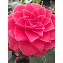 CAMELLIA japonica 'Black Lace' - 2
