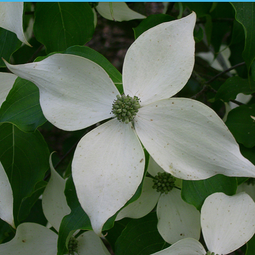 Cornus kousa 'Weisse Fontäne' - 3