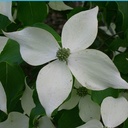 Cornus kousa 'Weisse Fontäne' - 3