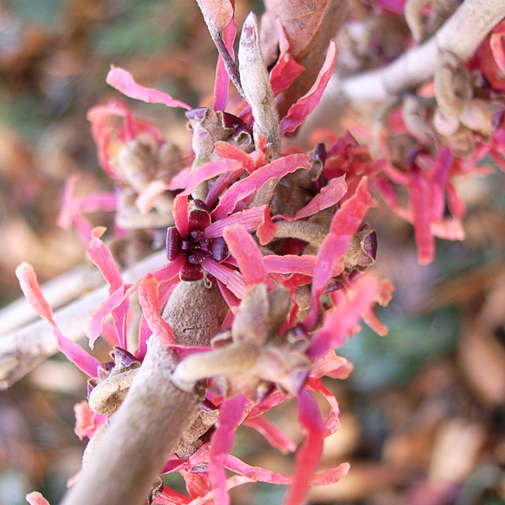 Hamamelis x int. 'Antoine Kort' - 2