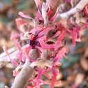Hamamelis x int. 'Antoine Kort' - 2