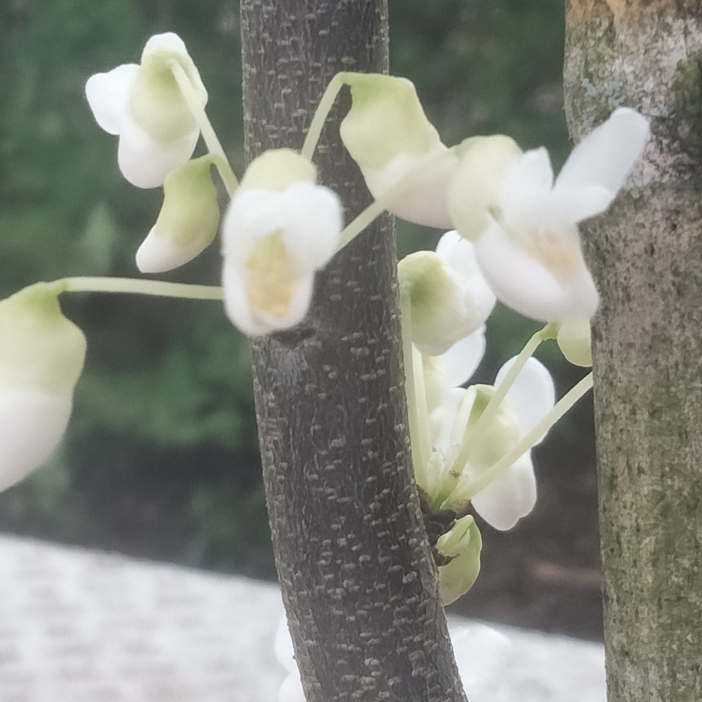 Cercis canadensis 'Royal White' - 3
