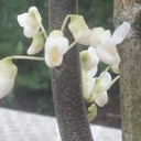 Cercis canadensis 'Royal White' - 3