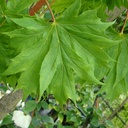 Acer platanoides 'Palmatifidum' - 2