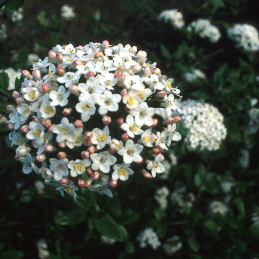 Viburnum 'Anne Russel' - 2