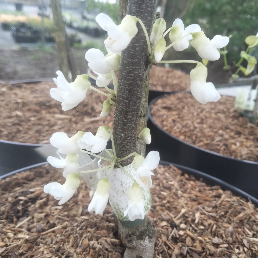 Cercis canadensis 'Royal White' - 2