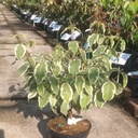 Cornus kousa 'Shira Yuki' - 3