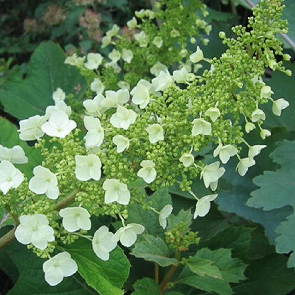 Hydrangea quercifolia - 2