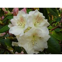 Rhododendron 'Gartendirektor Rieger' - 2