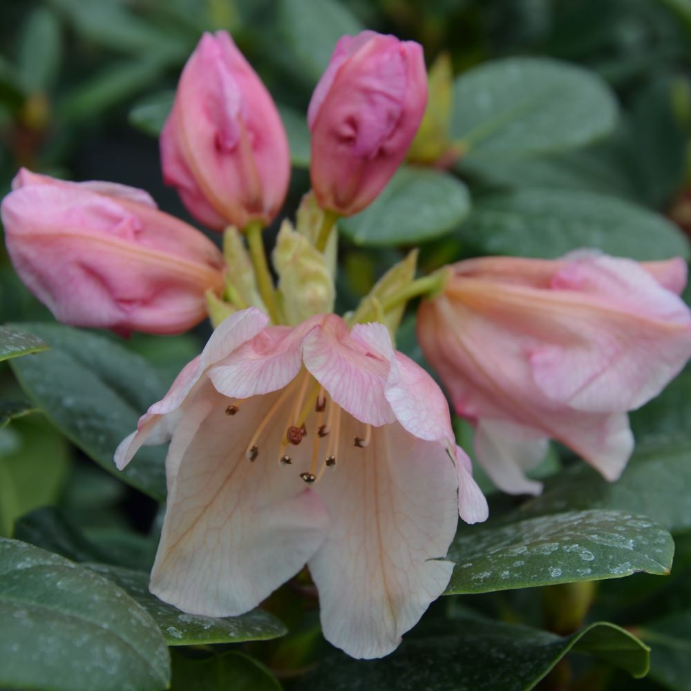 Rhododendron 'Gartendirektor Rieger' - 3