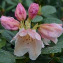 Rhododendron 'Gartendirektor Rieger' - 3