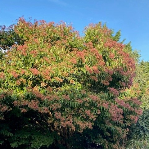 Heptacodium miconioides - 8