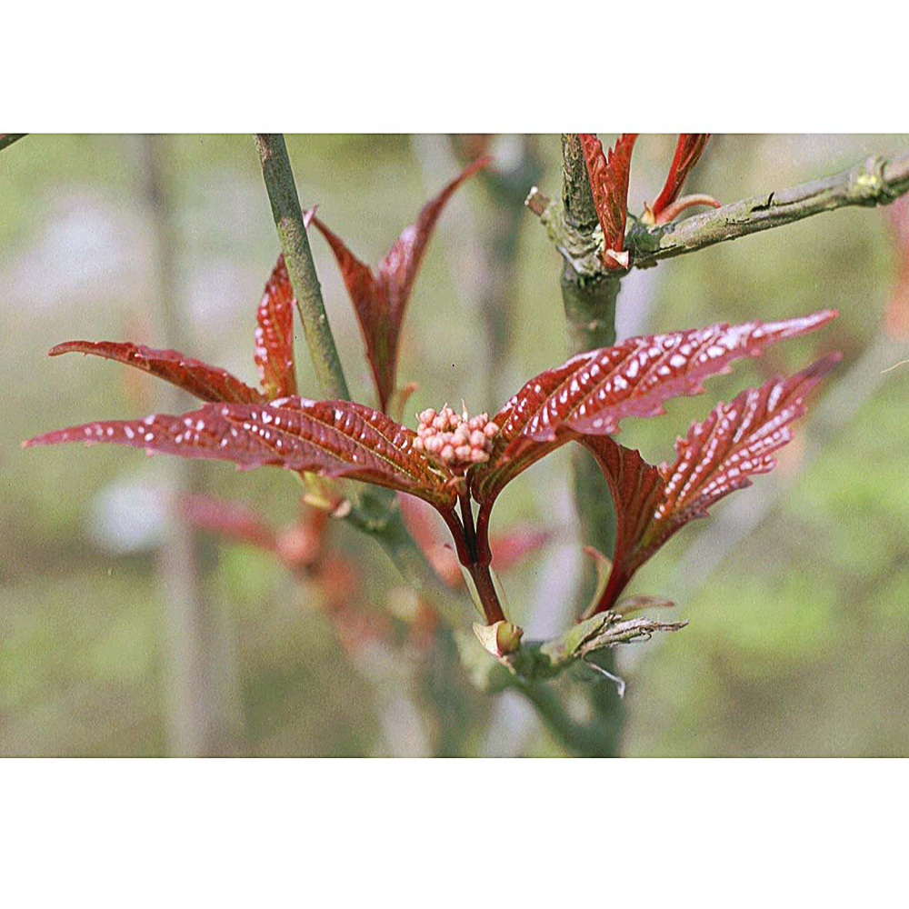 Viburnum setigerum - 2