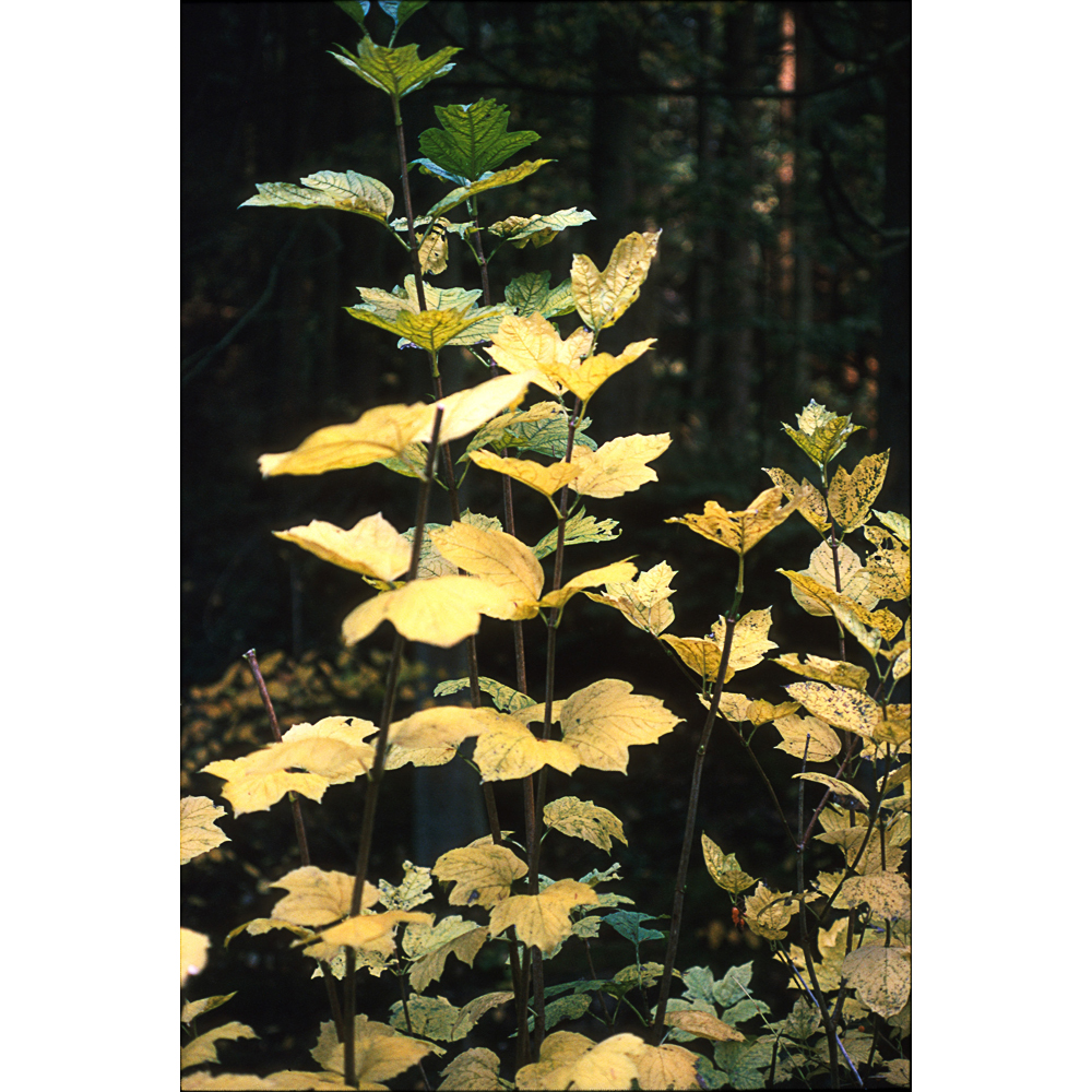 Viburnum opulus 'Xanthocarpum' - 2