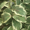 Cornus kousa 'Shira Yuki' - 5