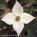 Cornus kousa 'All Summer' - 2