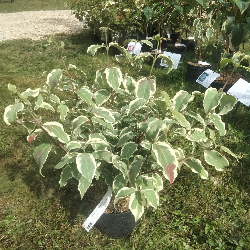 Cornus kousa 'Shira Yuki' - 4
