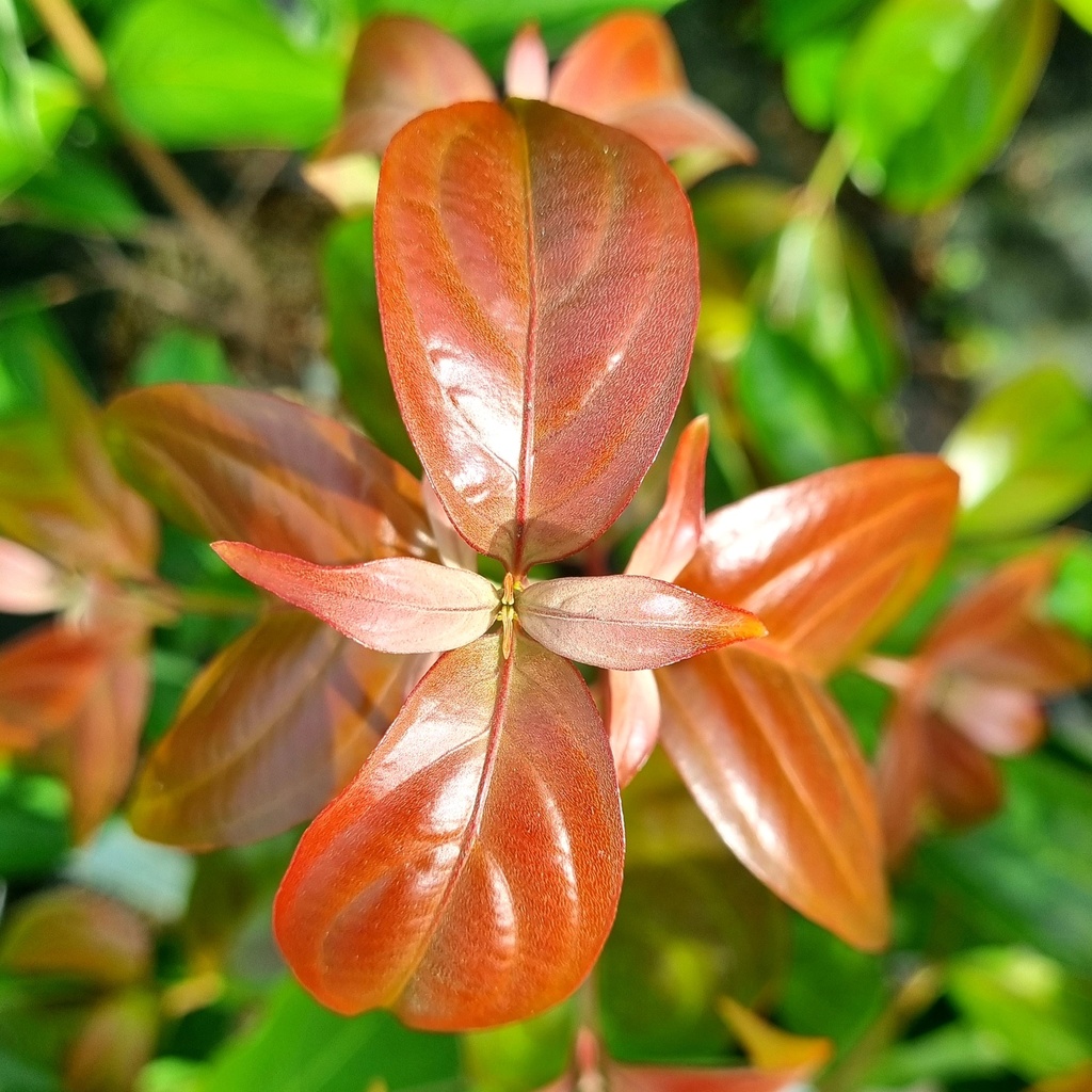 Cornus 'Summer Flair' - 2