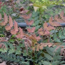 Mahonia media 'Winter Sun' - 2