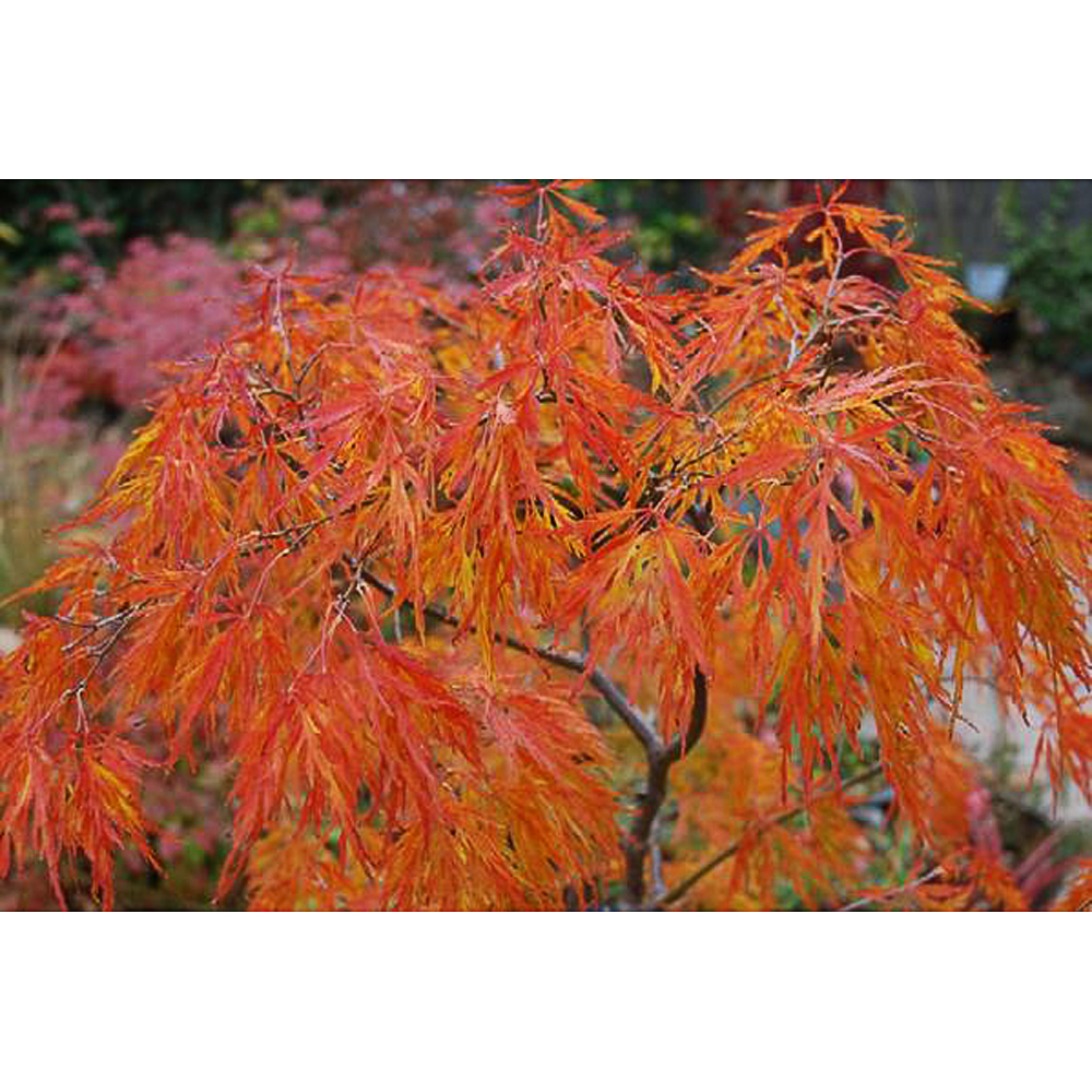 Acer palm. 'Deshôjô' - 2