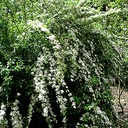 Spiraea nipp. 'Snowmound' - 2
