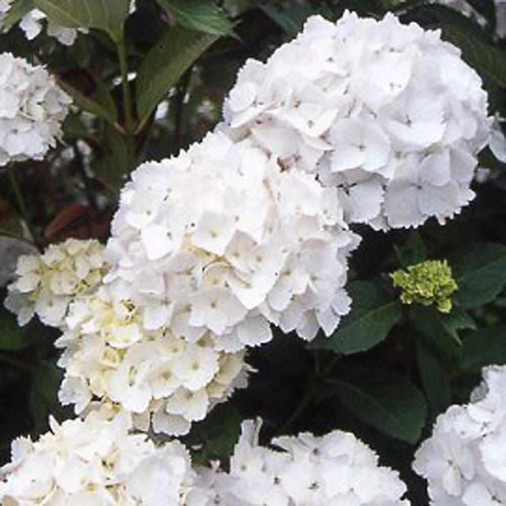 Hydrangea macr. 'Mme E Mouillère' - 2