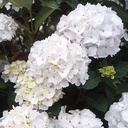 Hydrangea macr. 'Mme E Mouillère' - 2