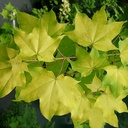 Acer cappadocicum 'Aureum' - 2