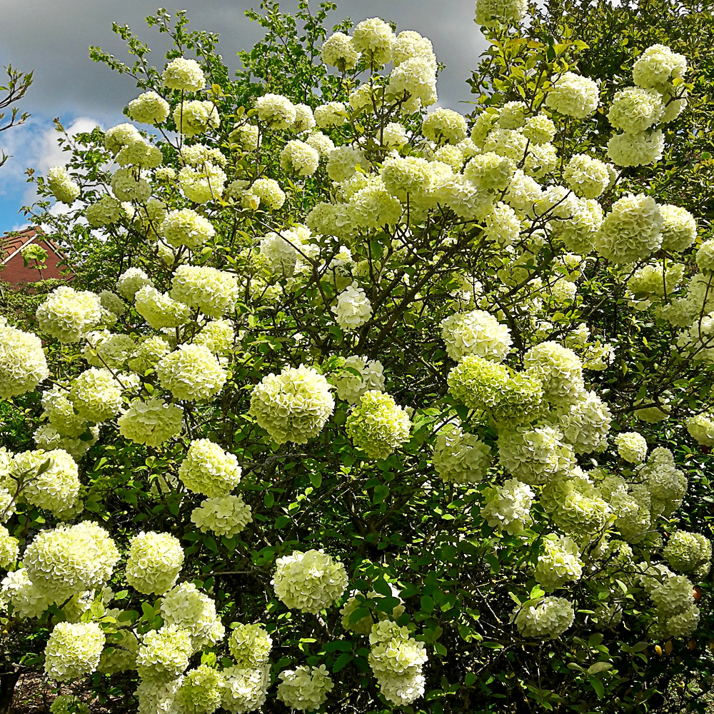 Viburnum macrocephalum f macrocephalum /L - 4