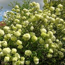 Viburnum macrocephalum f macrocephalum /L - 4