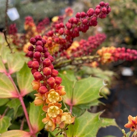 Mahonia aquifolium 'Cabaret' ® - 2