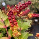Mahonia aquifolium 'Cabaret' ® - 2