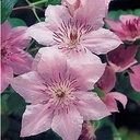 Clematis 'Pink Fantasy' - 2