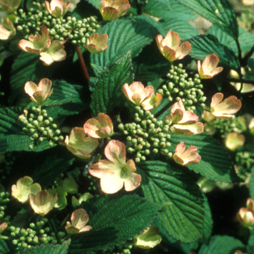 Viburnum plicatum v t.'Farrer's Pink' - 2