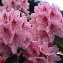 Rhododendron (T) 'Albert Schweitzer' - 3