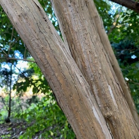 Heptacodium miconioides - 3