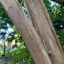 Heptacodium miconioides - 3