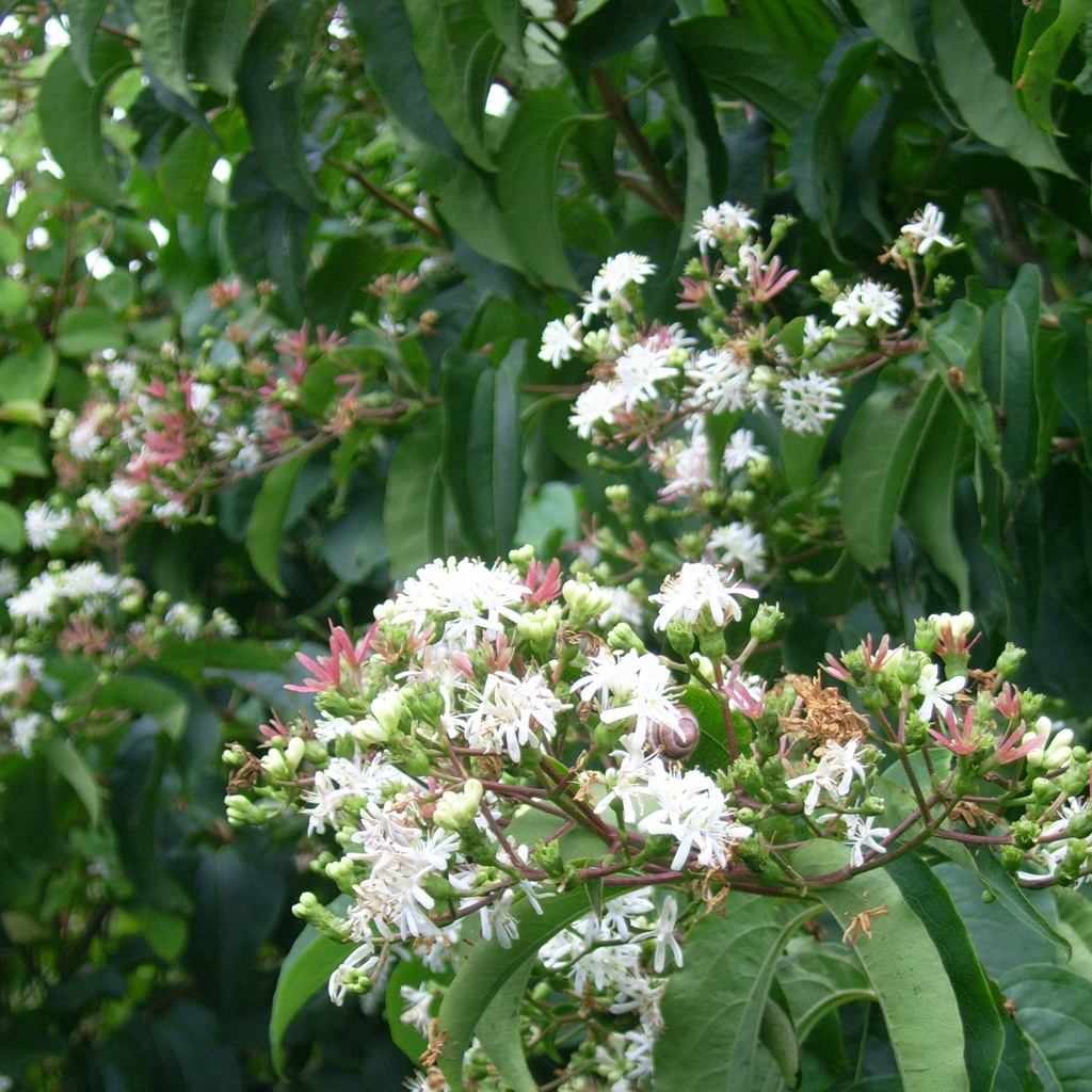 Heptacodium miconioides - 2
