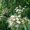 Heptacodium miconioides - 2