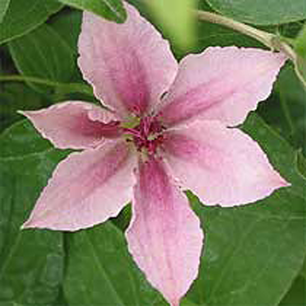 Clematis 'Pink Fantasy' - 3