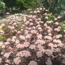 Physiocarpus opulifolius 'Little Joker' - 3