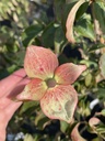 Cornus kousa 'Kea' - 2