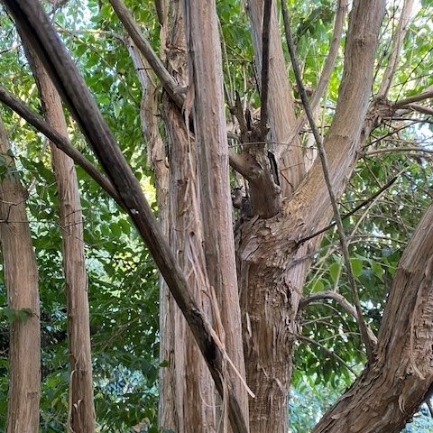 Heptacodium miconioides - 6