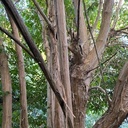 Heptacodium miconioides - 6