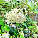 Viburnum 'Conoy'   (b.Park F. x utile) - 2