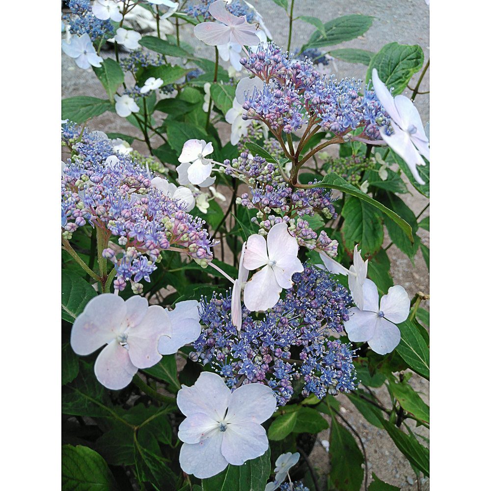 Hydrangea serrata 'Blue Bird' - 2