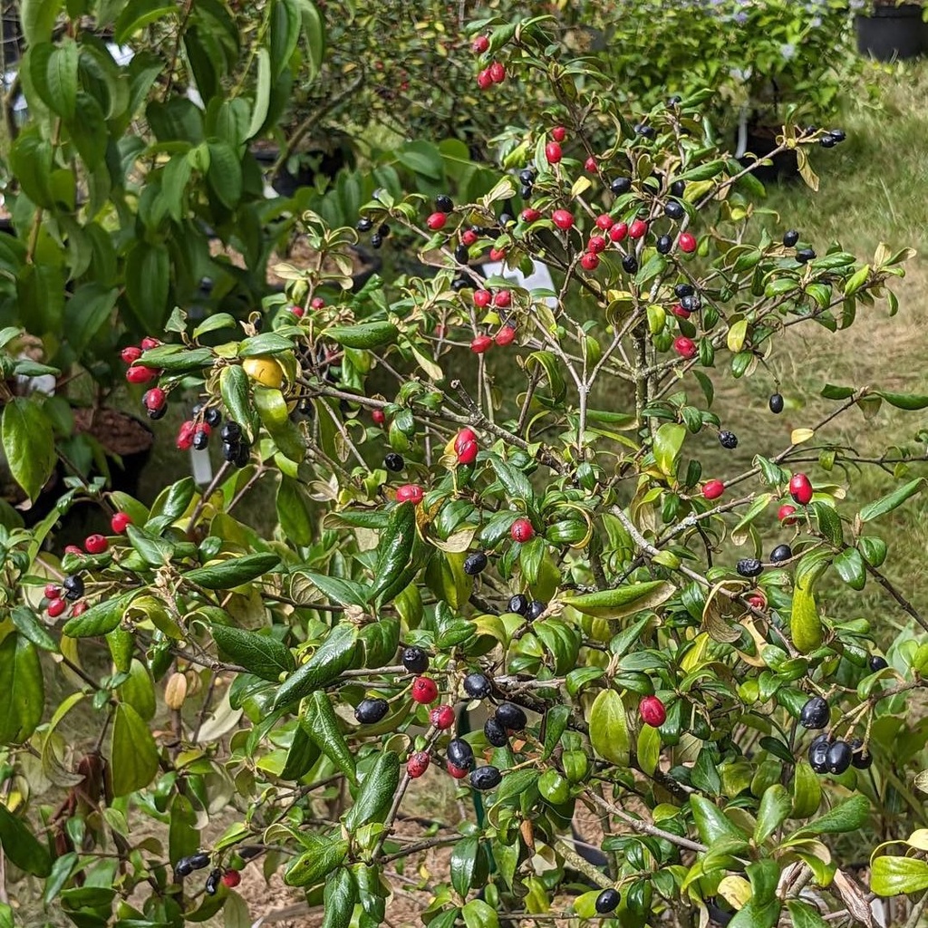 Viburnum 'Conoy'   (b.Park F. x utile) - 3