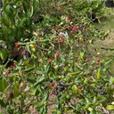 Viburnum 'Conoy'   (b.Park F. x utile) - 3