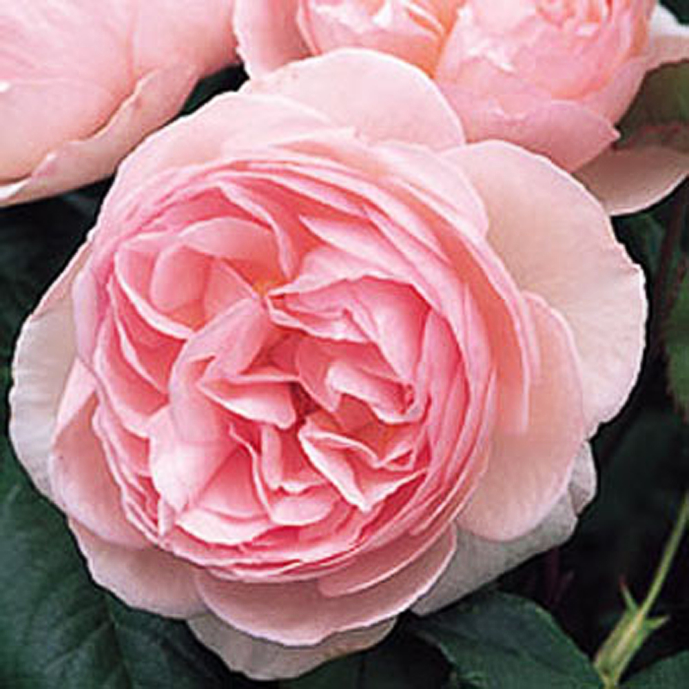 Rosa 'Heritage' - 2