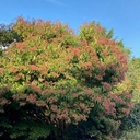 Heptacodium miconioides - 7